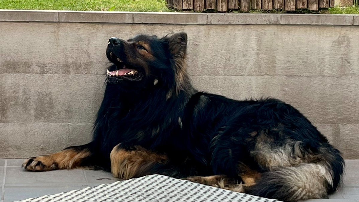 🐺 YOE - "Yoran van het Wolvennest "
 Old German Shepherd | Stud Dog Available

With his impressive long-haired wolf-grey coat, ED0/DM free, Embark test and certified A-hips (NVBK health certificate), Yoe is an exceptional representative of the breed.
Sired by Idaho's Kevo Avolon