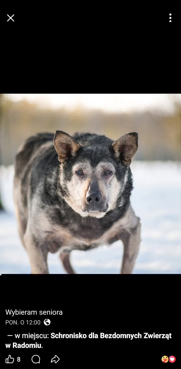Kochany Iwanek ❤️❤️❤️ pilnie szuka kochającego i troskliwego Domu! ❤️

Kocha ludzi i uwielbia długie spacery. :)

Tel. Kasia 507-237-447
Więcej info pod tłytem.

facebook.com/share/18Ecs8o6…