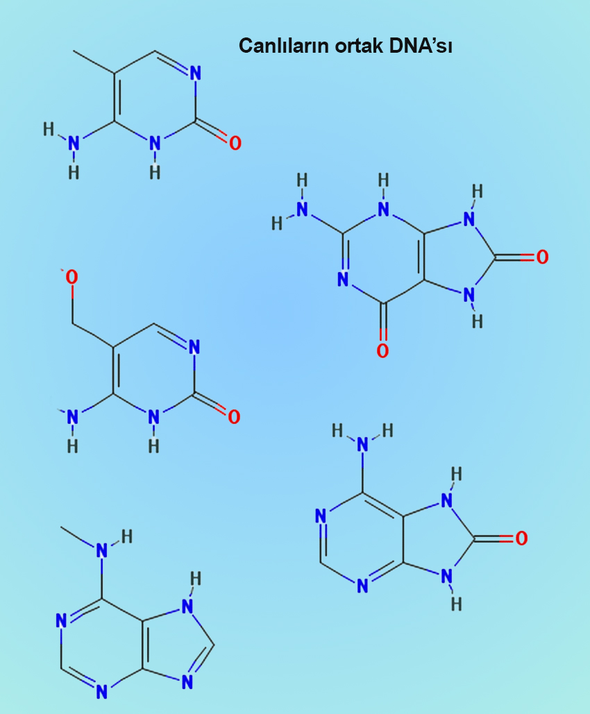 Canlıların ortak DNA'sı
Koyunun, dananın canına  bedenine, tavuğun yumurtasına musallat olup yiyenler, kendini yiyor. Yamyamlık nedir?