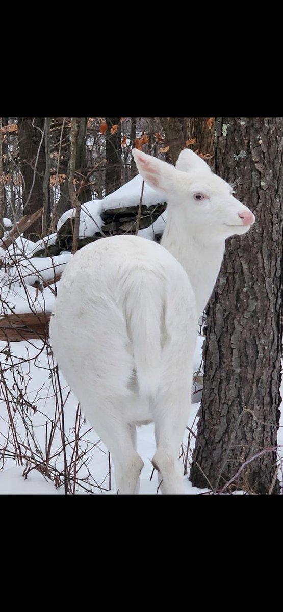 Dragon with Glasses tweet media