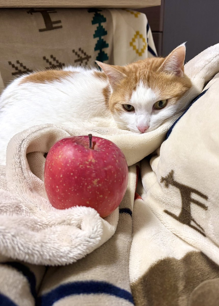 銘柄不明の赤りんご🍎 #猫好きさんと繋がりたい #猫のいる暮らし #猫の