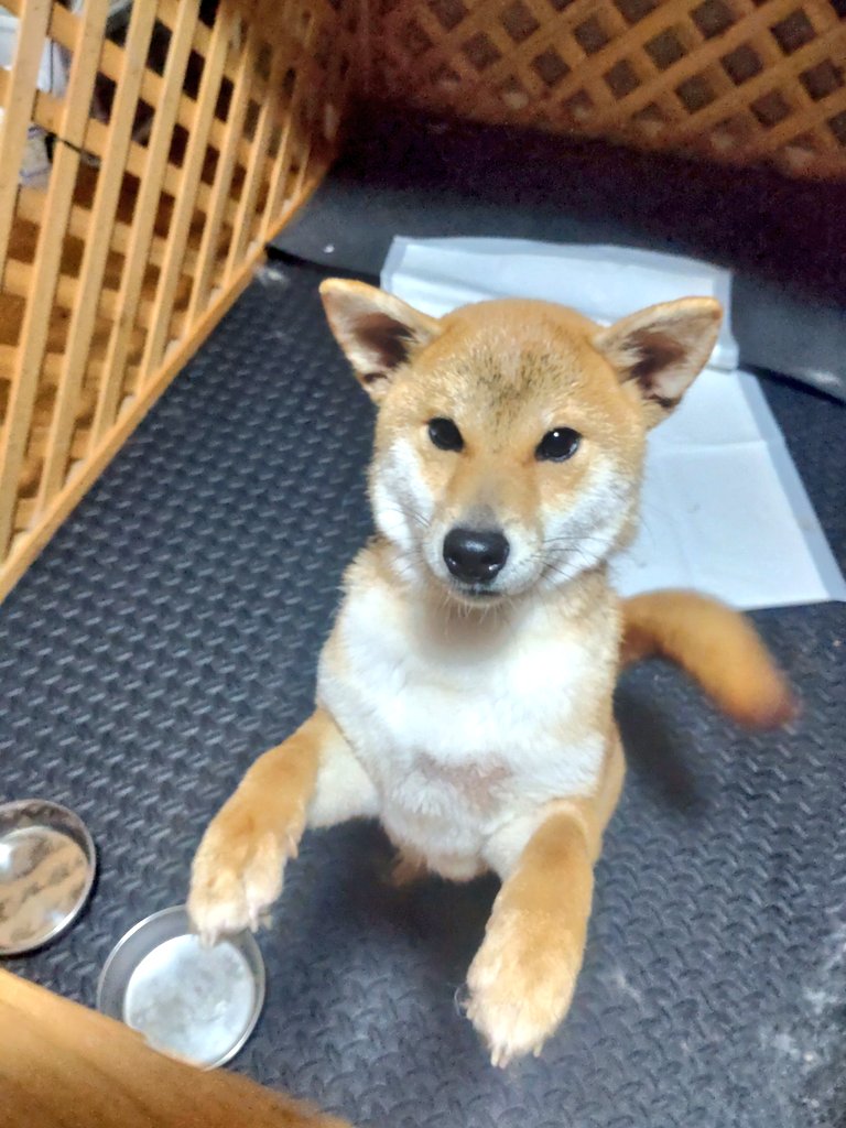 RC_s2021's tweet photo. 迷い柴ちゃん本日はお風呂に入りキレイになったのでリビングに移動✨
ケージからは出せませんが💦

預かり犬ロコちゃんも気にかけてくれてる？？

飼い主さん何時でもお迎え大丈夫なので連絡ください🙆‍♂️

そしてこのアカウントはお店用なのでそろそろ通常に戻ります🙇‍♂️ありがとうございました。 https://t.co/Brv1JOOG9X