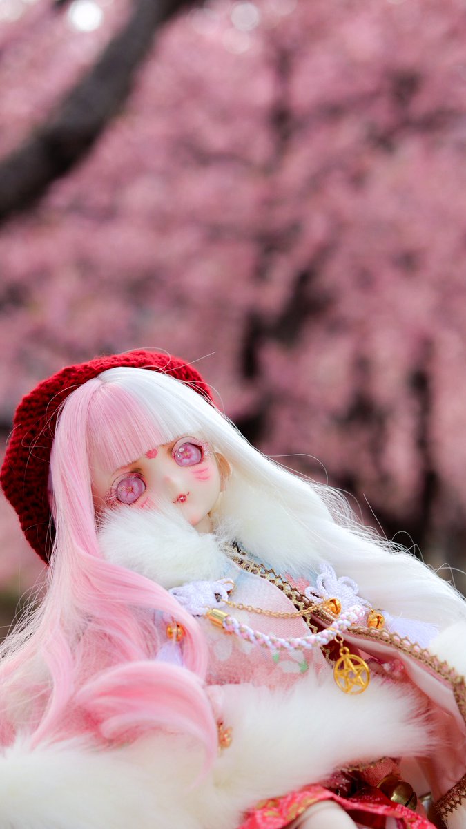 桜、今年もこれてよかったね。

#大社っ狐