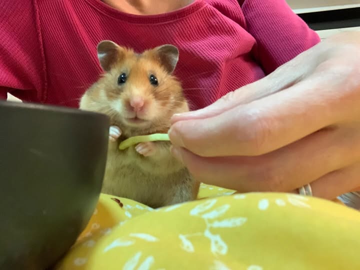 Laura Cavanagh (she/her) tweet media