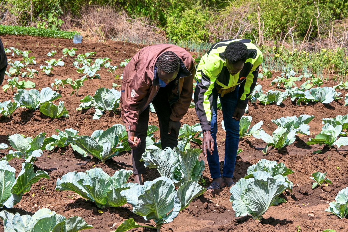 Access to healthy foods is a key building block for household resilience in #Karamoja 🍅🥬

Loethemor Farmer Field School members in Lomuria village, Katikekile s/county in #Moroto now grow healthy #vegetables, courtesy of the <a href="/EUinUG/">EU in Uganda</a> funded #FOSTER project. #BetterNutrition