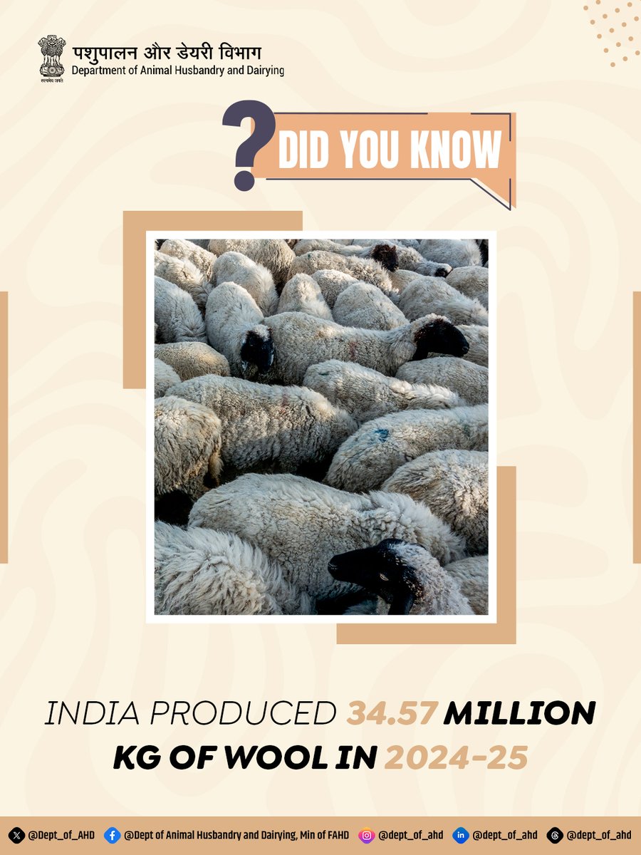 Dept_of_AHD's tweet image. Did you know? 🐑

India produced 34.57 million kg of wool in 2024-25, with a 2.63% increase over the previous year!

Source: BAHS (Basic Animal Husbandry Statistics) 2025

#Wool #SheepFarming #AnimalHusbandry #LivestockProduction #DidYouKnow