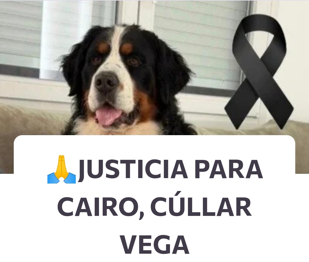 DUFUNDE Y FIRMA LA PETICIÓN 
Para exigir justicia y leyes eficaces para evitar que delincuentes y maltratadores asesinen con total impunidad a inocentes animales 
#JusticiaParaCairo
#NoALaCaza 
#NoAlMaltratoAnimal 
Iniciativa de Raquel Muñoz Prior 
Change.org/JusticiaParaCa……