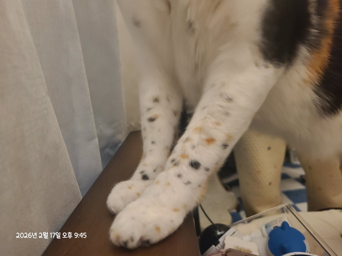 아무리 생각해도 점박이가 늘어나는 거 같은데 아무도 내 말을 안 믿어줌