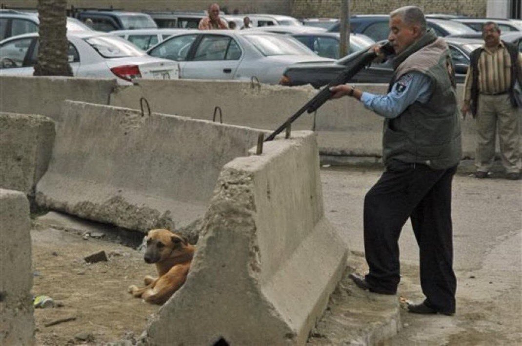 We need to see more respect care &amp; compassion towards street dogs in the Middle East &amp; North Africa. This is Baghdad in Iraq but it could be Morocco, Turkey or so many other countries in the region