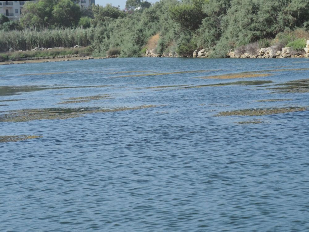 MAMBO Project tweet media