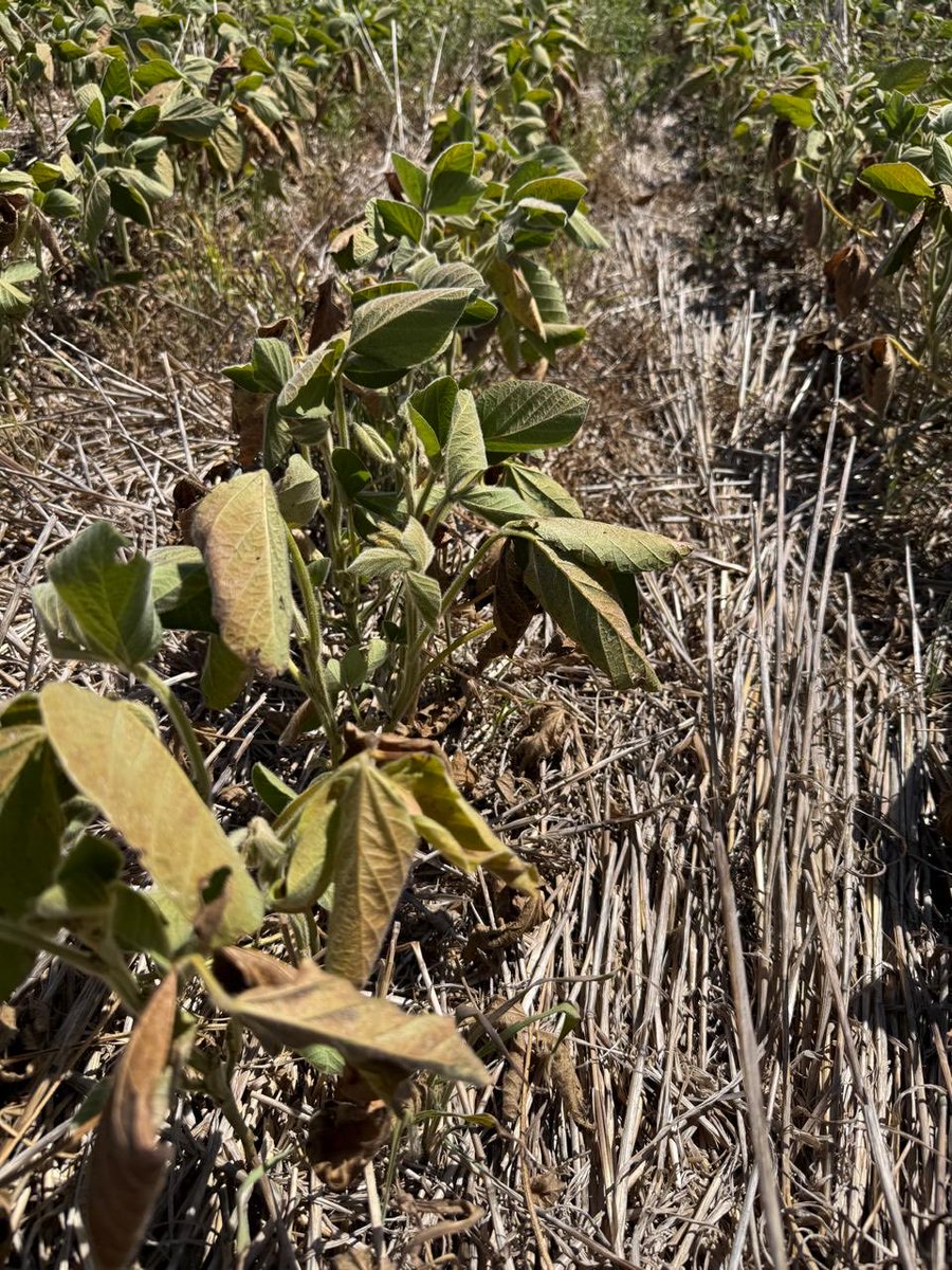 Ignacio juarez tweet media