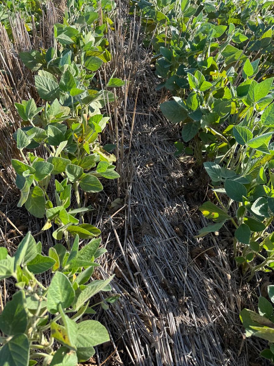 Ignacio juarez tweet media