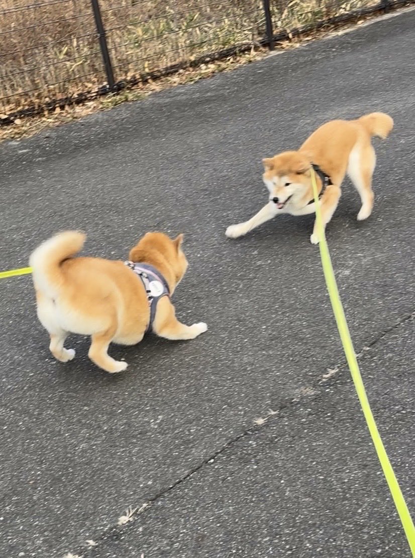 いつもの
あいさつ