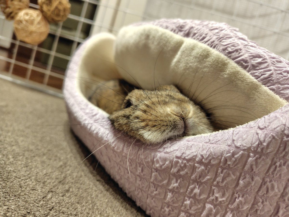 #全日本気持ち良さそうに眠るうさぎ選手権