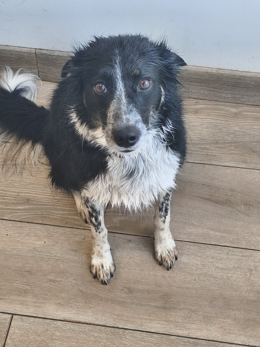 Ya no pudieron esquivar el baño. 

La viva imagen de la traicion.