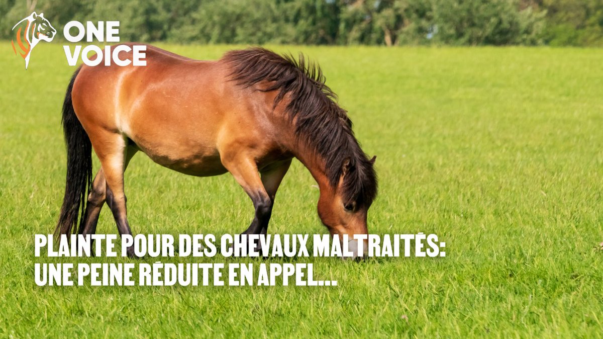 En 2023, Casimir et Gazelle sont filmés : attachés, frappés à coups de râpe et de tenaille.
En appel, 4 mois avec sursis confirmés. Amende réduite. Pas de confiscation des chevaux.

Rappel des faits : urlr.me/gCjXbH