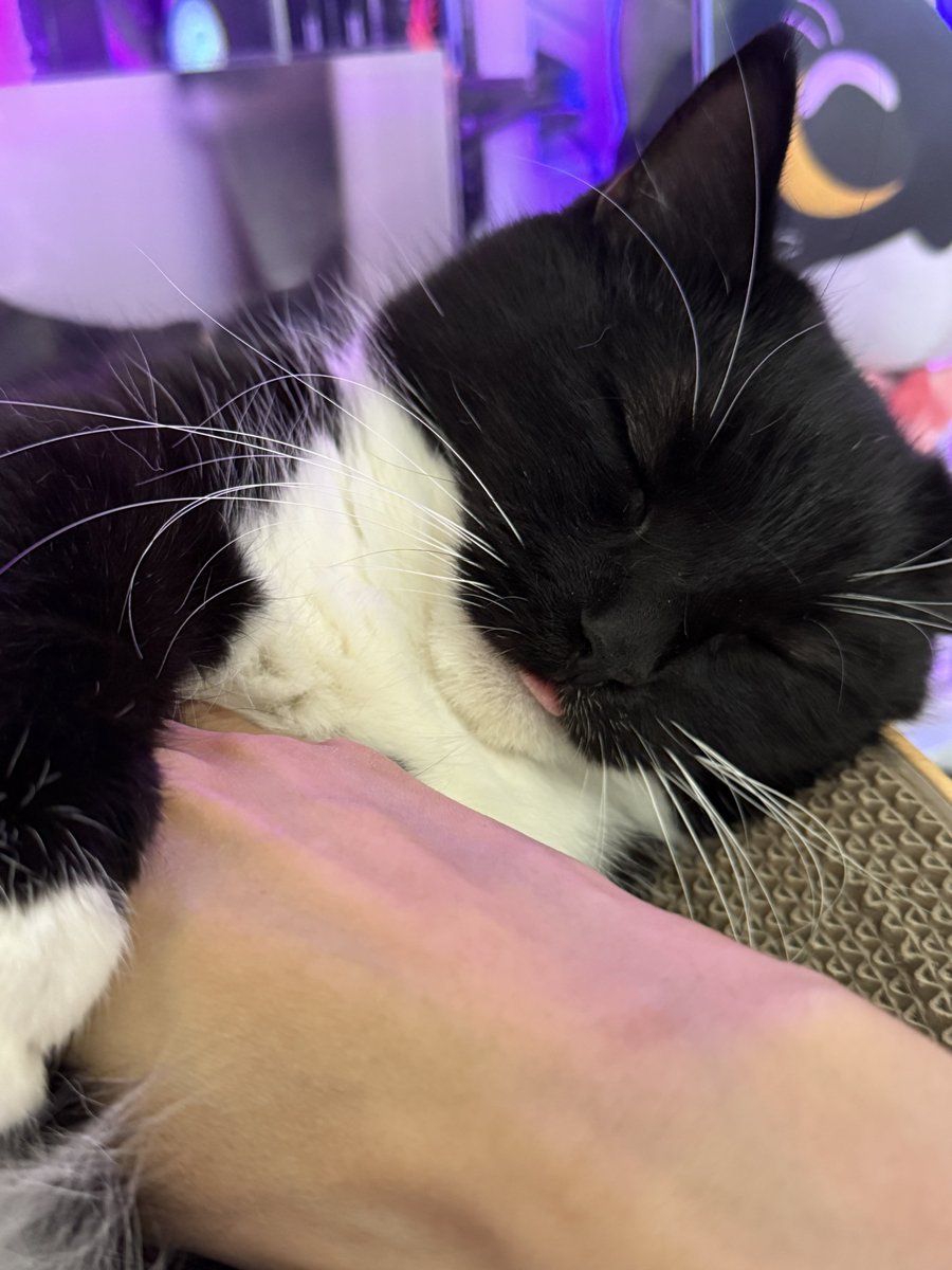 unicouniuni3's tweet image. I rubbed Uni's tummy and he fell asleep with his tongue out. So cute