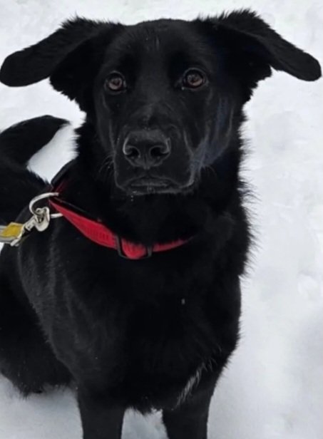 klika011's tweet image. Gara traži dom🐾 ❤️🏡 Molim, delite
Oko 10 meseci stara, veterinarski obrađena. Živahna, bleskasta, draga. Nalazi se u Beogradu