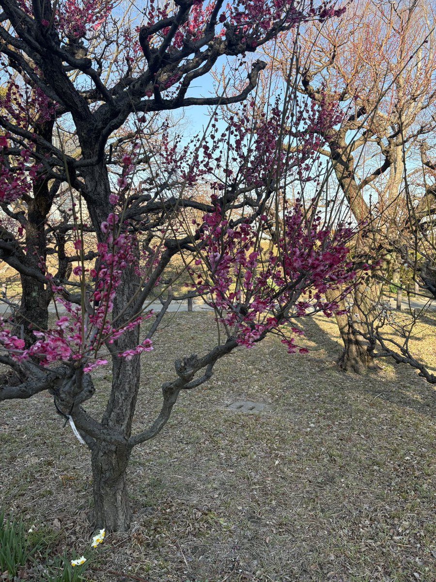 parachuteman's tweet photo. 2026,2,17
大阪城梅林 https://t.co/6QRlqPWF9Z
