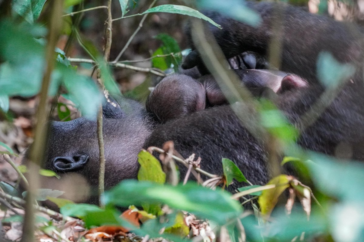 WCS Congo tweet media