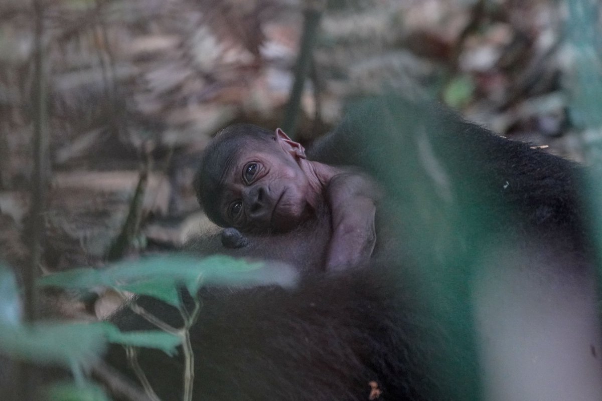 WCS Congo tweet media