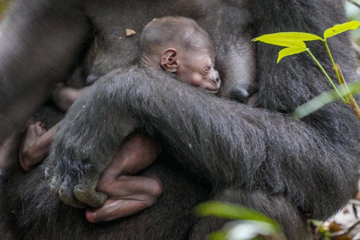 WCS Congo tweet media