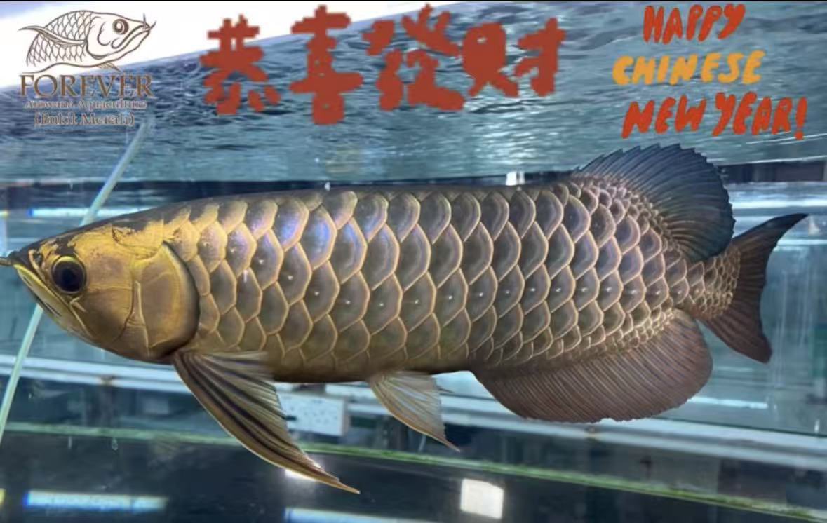 トロピカルフィッシュ佐野 (@tropical_sano) / Posts / X