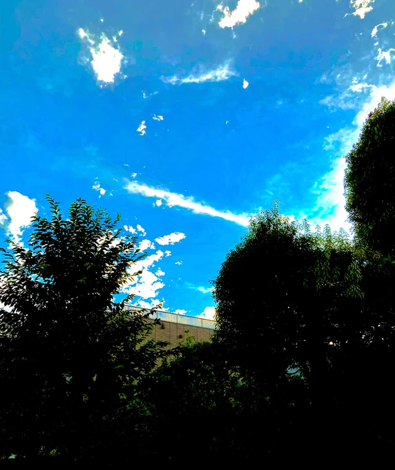 夏のね、こういう、鮮やかさが好きでね。