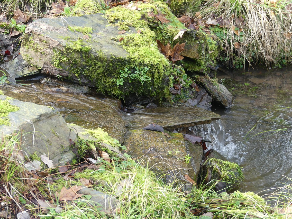 pmillar53's tweet photo. And there was water at Hilliers! https://t.co/rsjN0gT4Vg