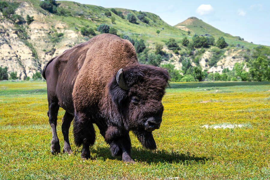 DebraMartz's tweet image. Majestic Bison in Open Landscape @DebraMartz
Photographed in the South Unit of Theodore Roosevelt National Park in #NorthDakota.

debra-martz.pixels.com/featured/majes… 

#bison #majestic #TheodoreRooseveltNationalPark #nationalpark #wildlife #photography #giftideas #buyintoart #buffalo
