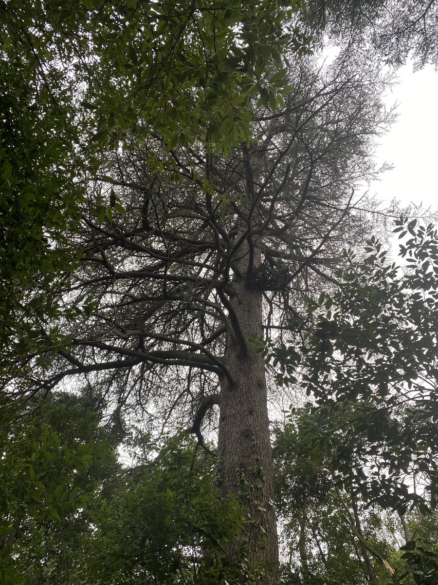 L'Arbre en fête 🌳🎋🍃 tweet media