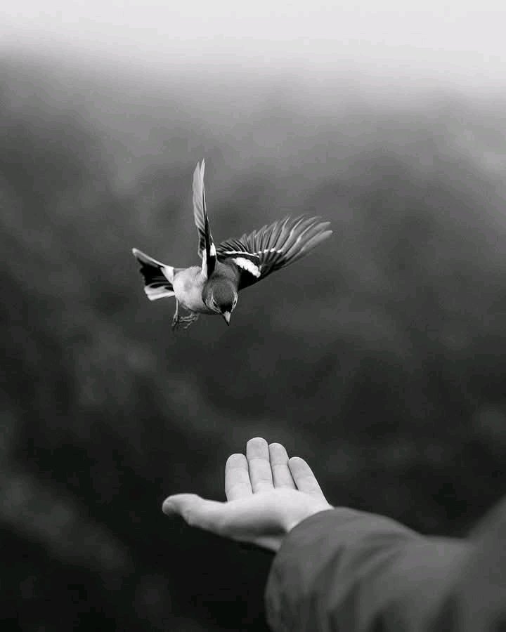 "إذا أردت شيئًا بشدة فأطلق سراحه، فإن عاد إليك فهو ملكك إلى الأبد، وإن لم يعد فهو لم يكن لك مُنذ البداية"