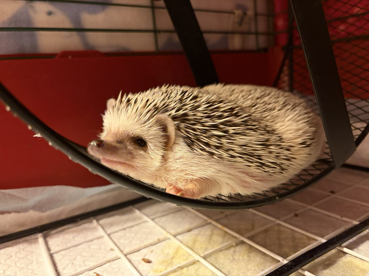 まったりしてるね🦔🦔🦔