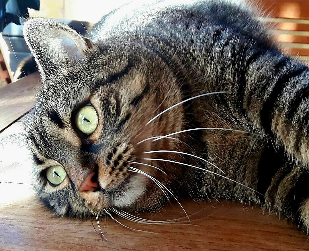 Oggi è la #GiornataNazionaleDelGatto .
Onestamente il mio gatto si comporta come se lo fosse ogni giorno! 

📸my pic 
Libero 😻