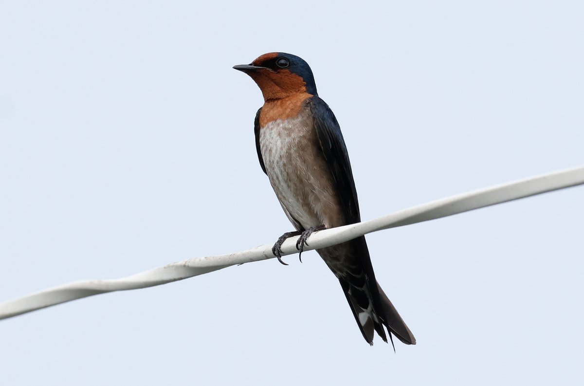 Nick Upton tweet media