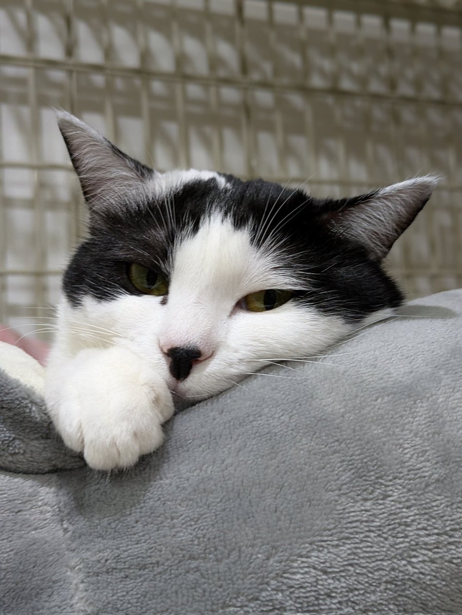 ニャブレス・オブリージュ
※猫と暮らす者はそうでない者に可愛い可愛い写真を共有する義務がある、とする考え方