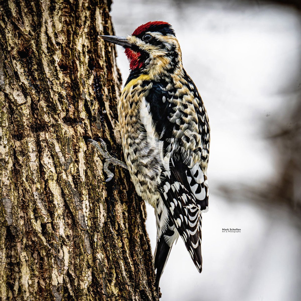 charlieschef's tweet photo. Yellow-bellied Sapsucker, Loch, Central Park, NYC #birdcpp https://t.co/IlAnL7KyJF #centralparknyc #yellowbelliedsapsuckers #birdsphotography #biodiversity #wildlifeconservation #bird #birds #birdseenin2026 #sapsucker https://t.co/9JJgCzNxcx