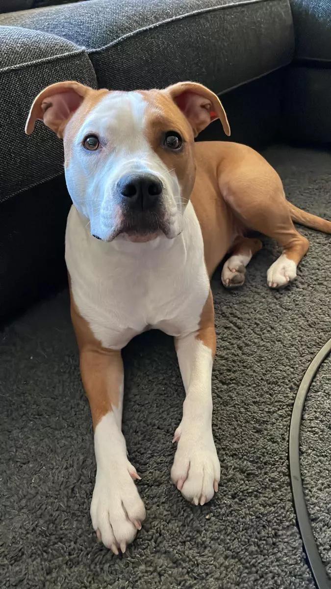 Fat_imyy's tweet image. My baby died today. he was 9 years old. I miss him so much. 😥😥