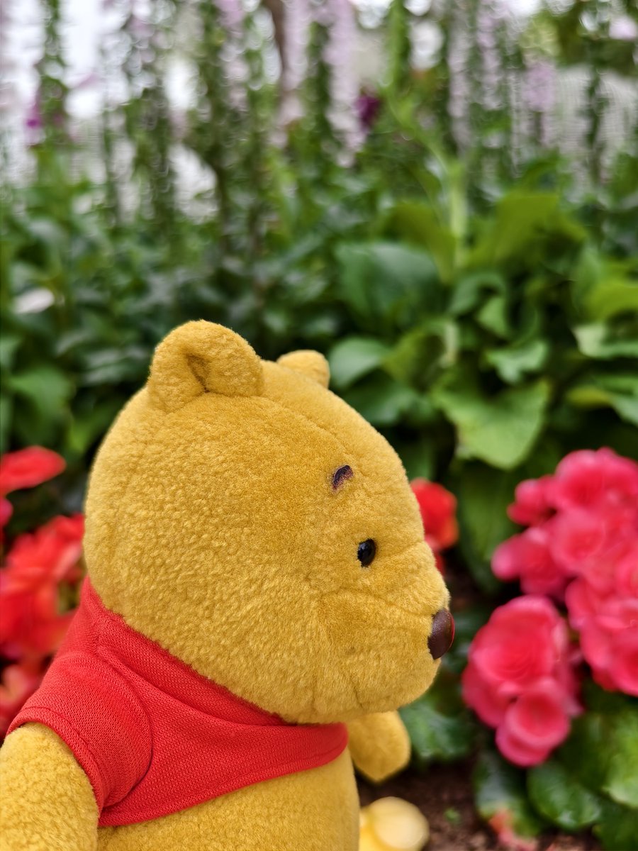 The Pooh (@ThePoohinhk) / Posts / X