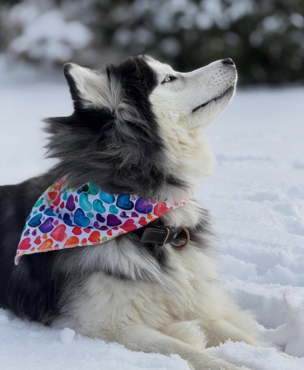 NiallHarbison's tweet image. I don’t think I’ve ever been as happy for a dog. 

You can see the absolute satisfaction and joy in Bowie’s face today in the snow. 

A very very happy ending ❤️ (4/4)