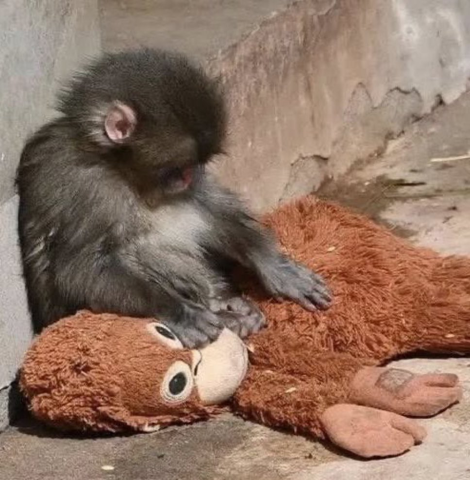 andrés. tweet media