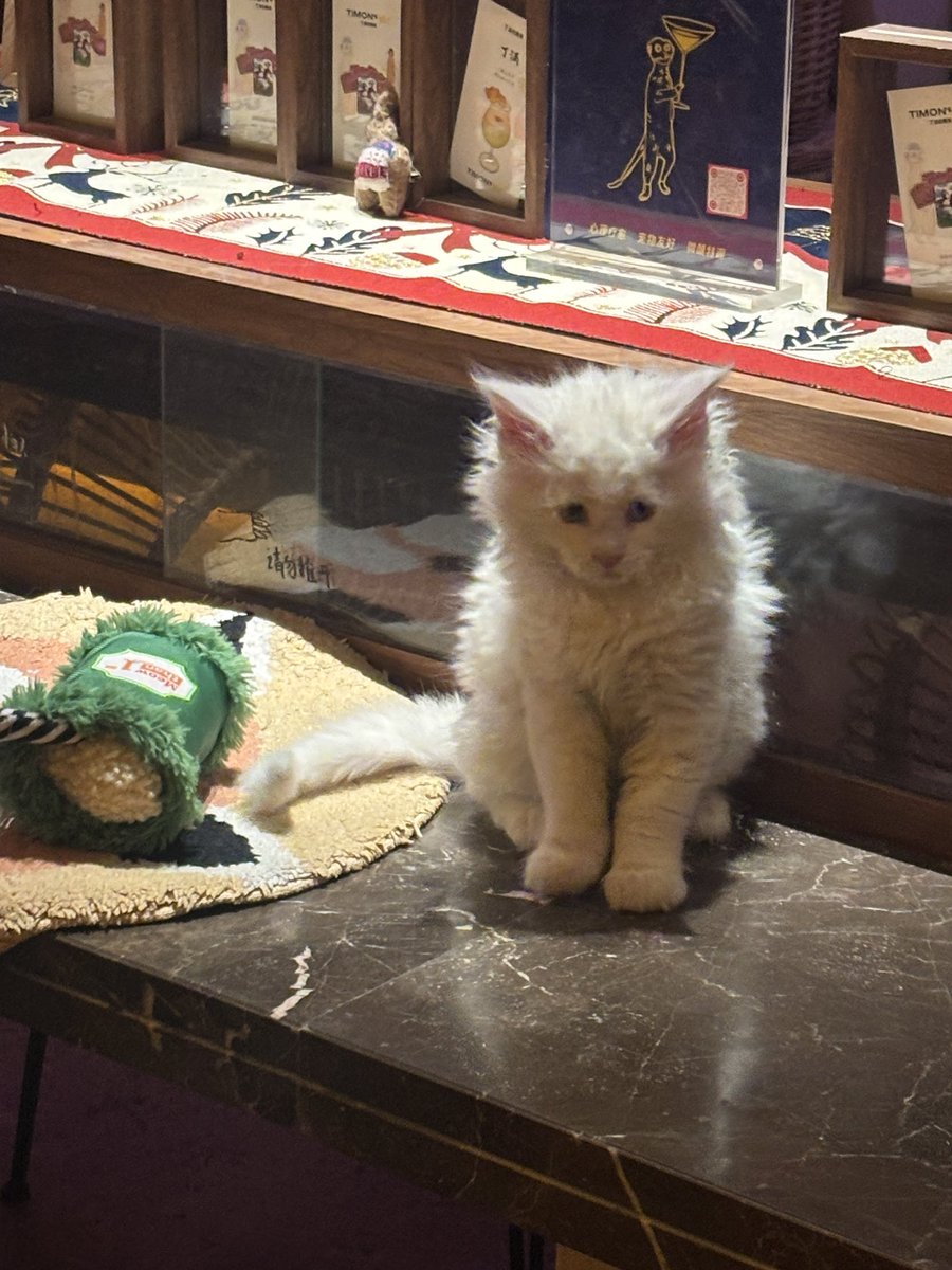 吃一颗小蓝莓🌙 tweet media