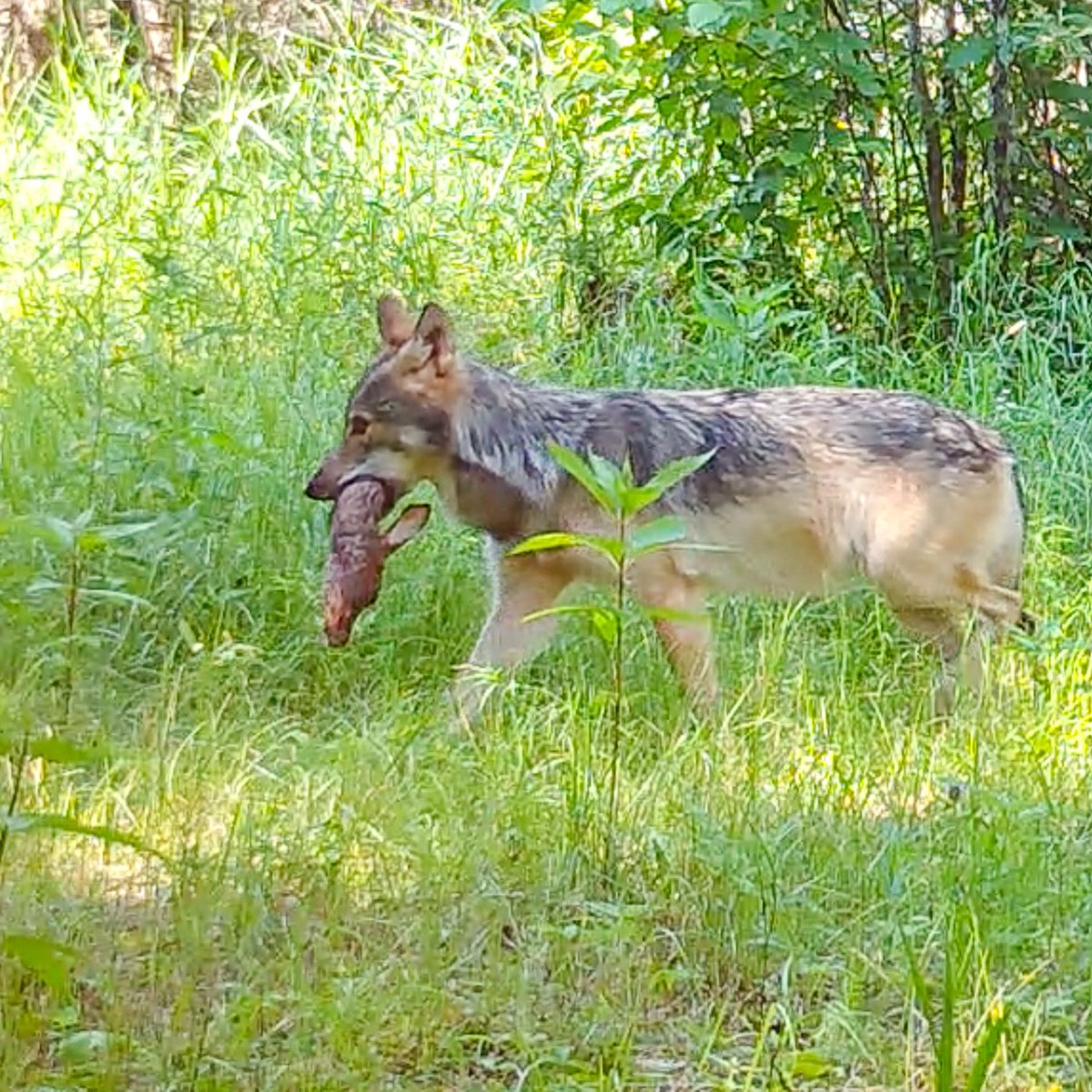 Voyageurs Wolf Project tweet media