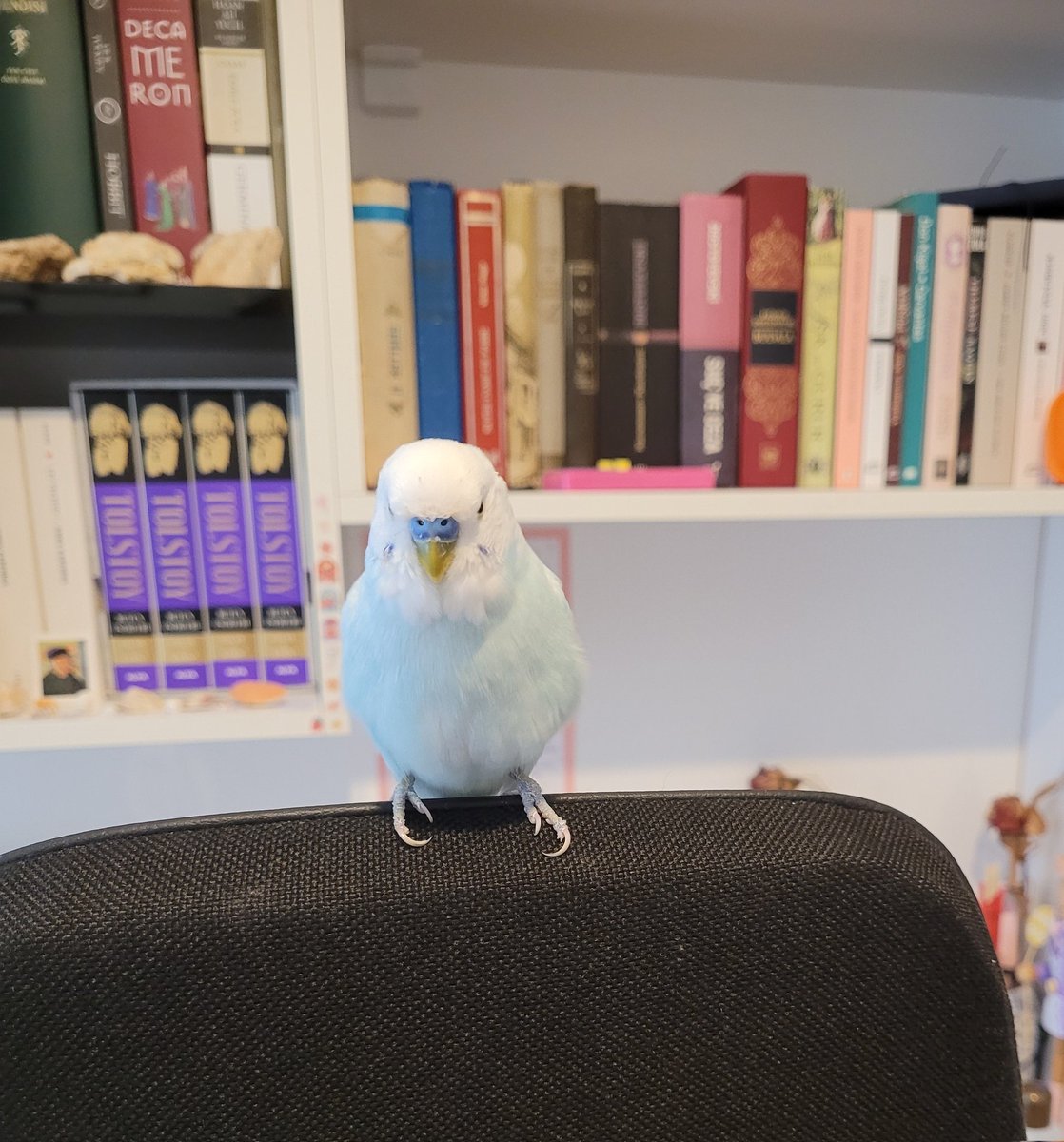 bugün çok büyük bi yaramazlık yaptı elim ayağıma girdi ama yine de onu her şeyden çok seviyorum 🧿🧿🧿🧿🧿💖