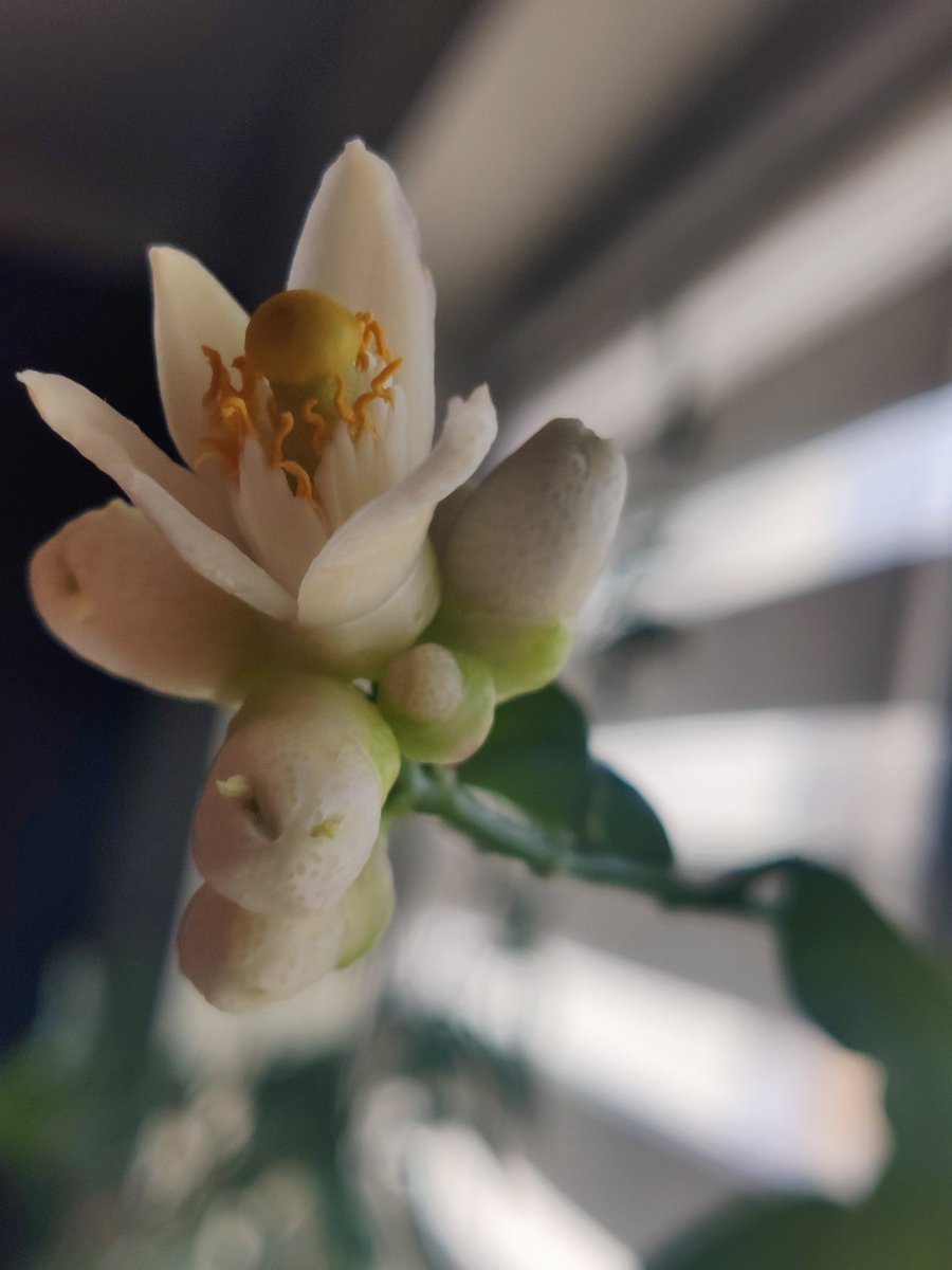 Cytrynka mi zakwitła 🥳