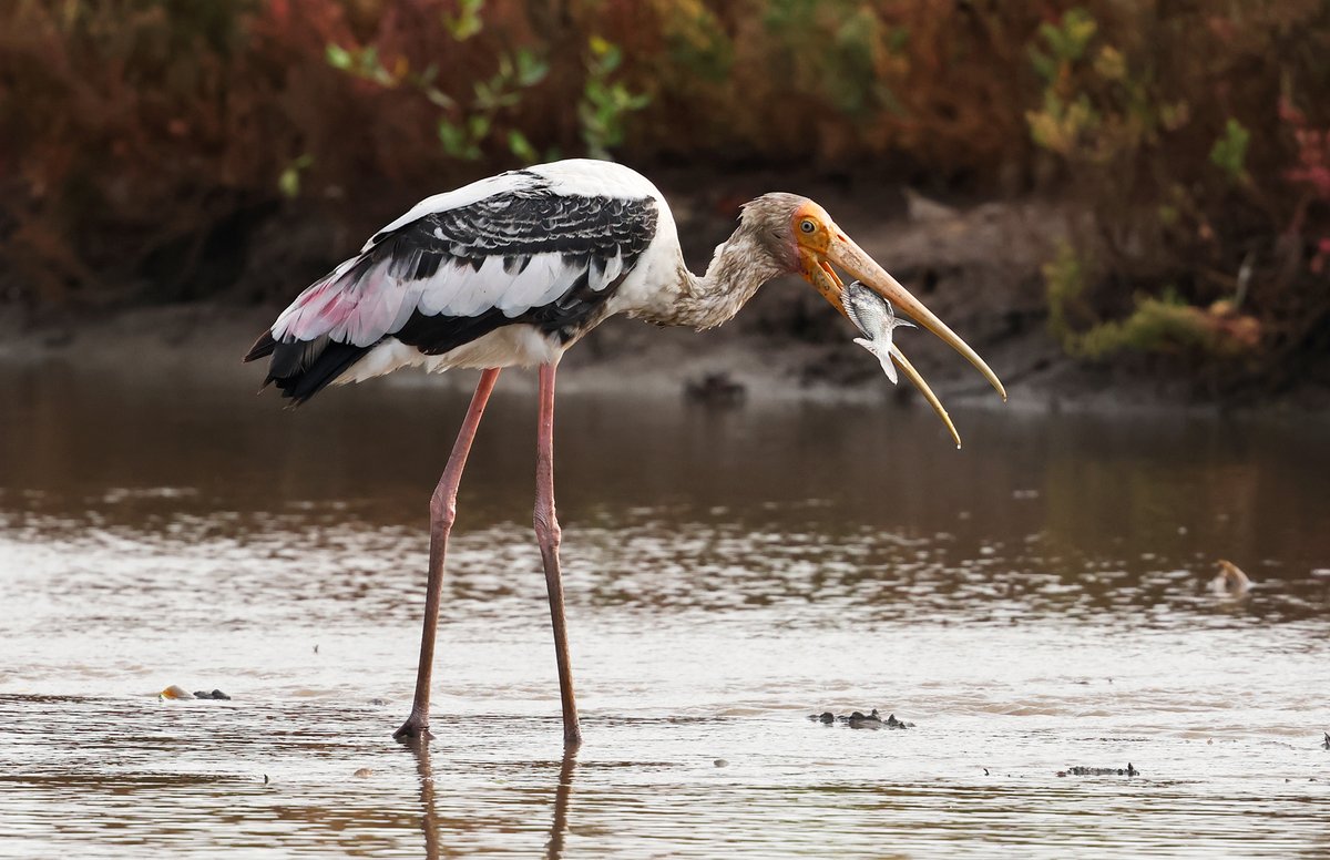 Nick Upton tweet media