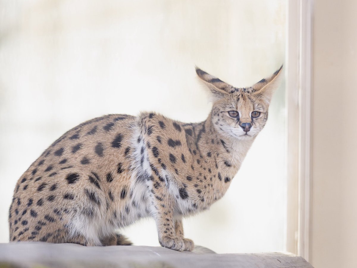 ばんじゃーい
㊗️命名
あんこちゃん

1−3枚目　多摩動物公園
→4枚目　京都市動物園