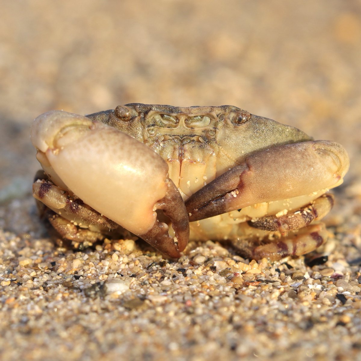 こんばんは。転石下に潜むセビロガニです。見つかって死んだふりをし