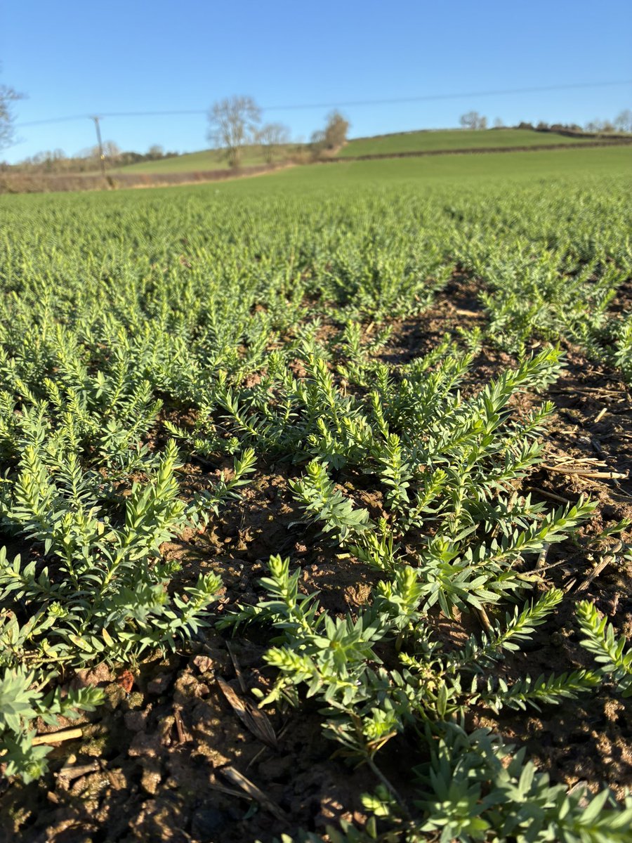 Alastair Baseley tweet media