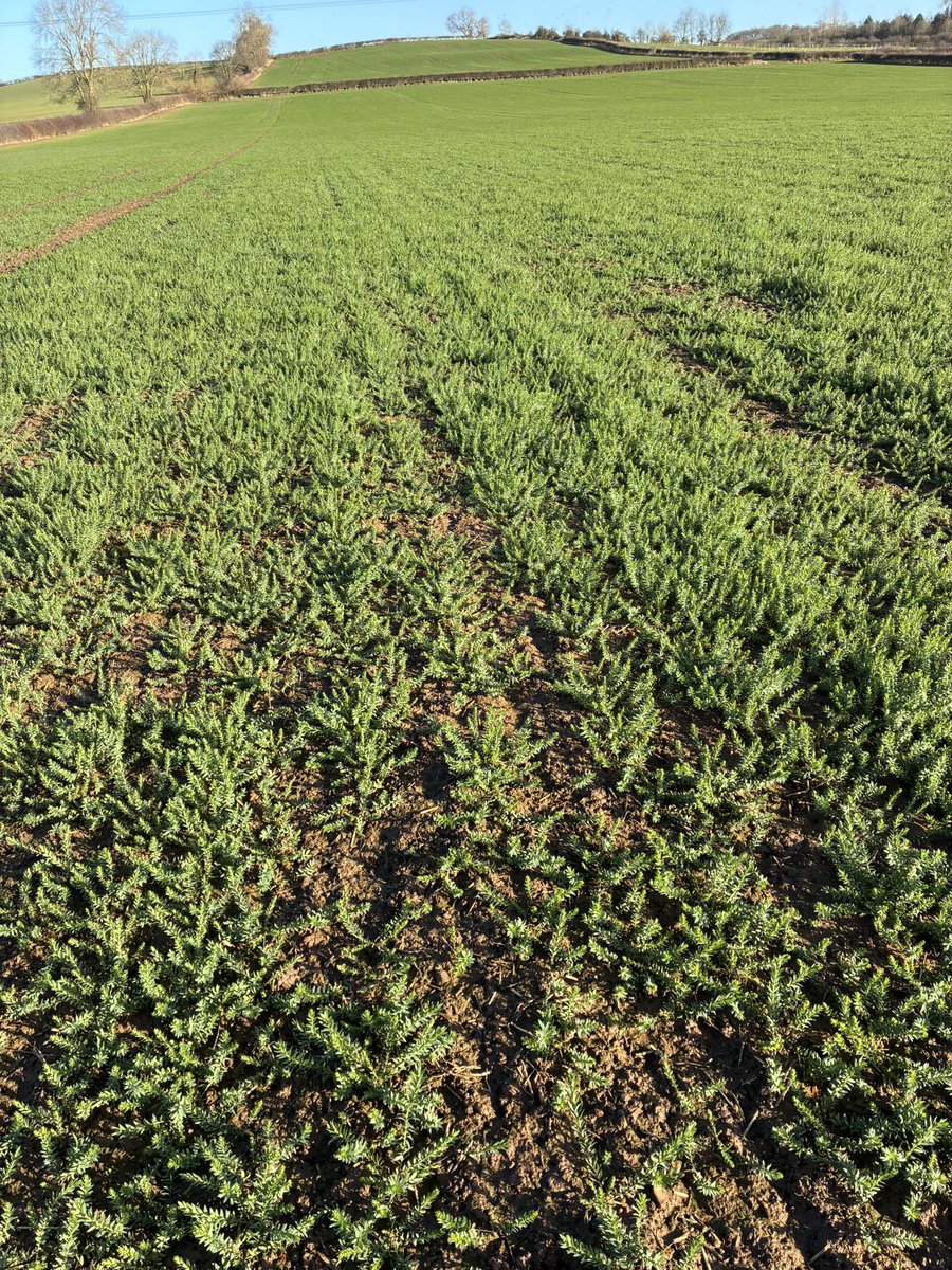 Alastair Baseley tweet media